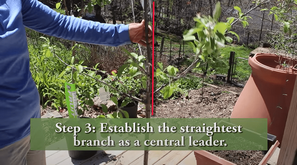 How To Prune a Young Apple Tree
