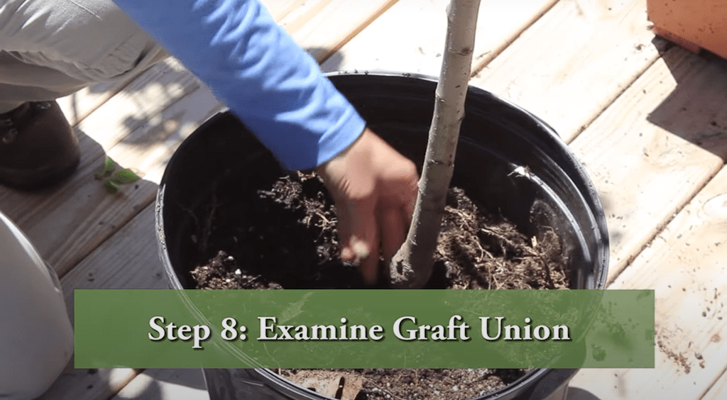 How To Prune a Young Apple Tree