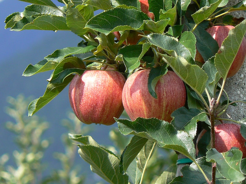 best fruit trees to grow in north Georgia