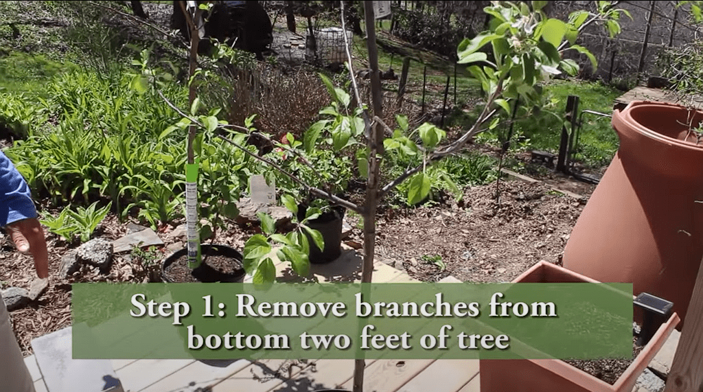 How to Prune a Young Apple Tree