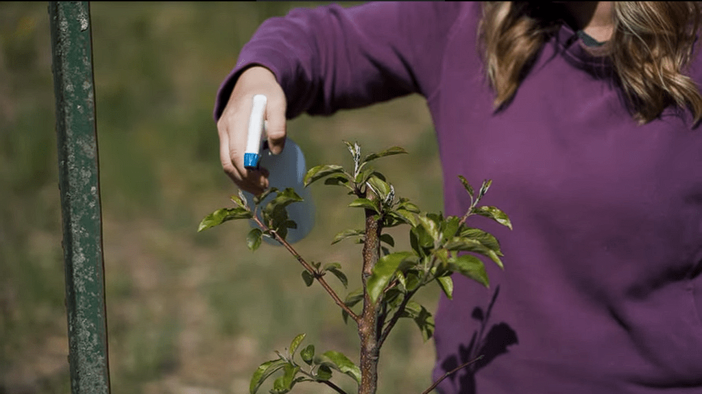 apple tree care first year