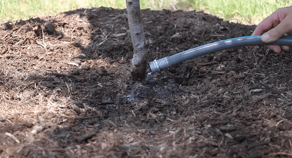apple tree care first year