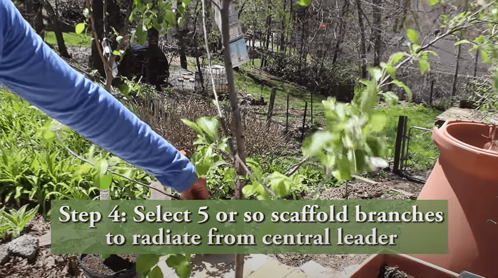 How To Prune a Young Apple Tree