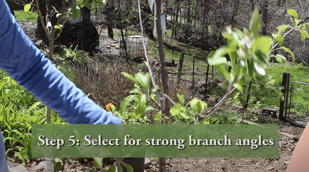How To Prune a Young Apple Tree