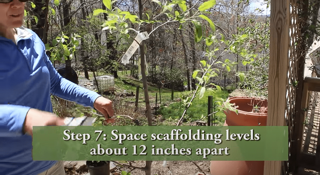 How To Prune a Young Apple Tree