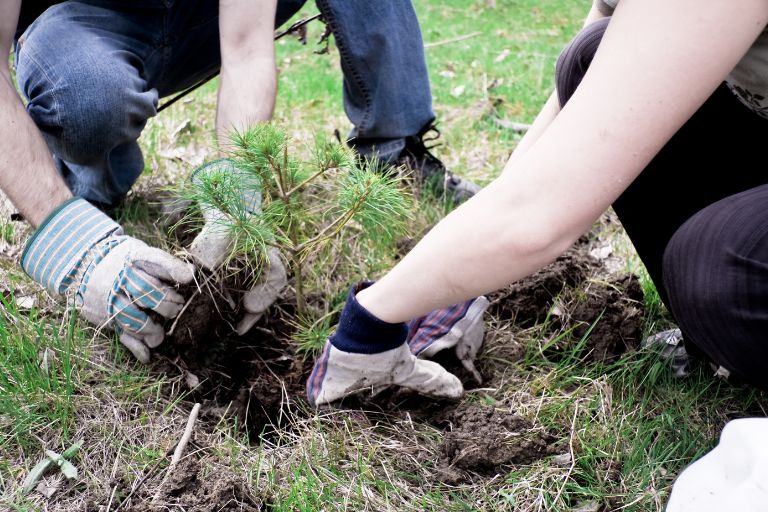 apple tree care first year
