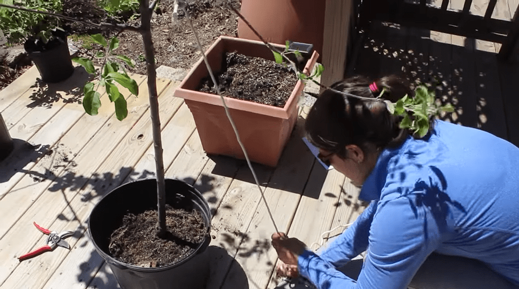 How To Prune a Young Apple Tree
