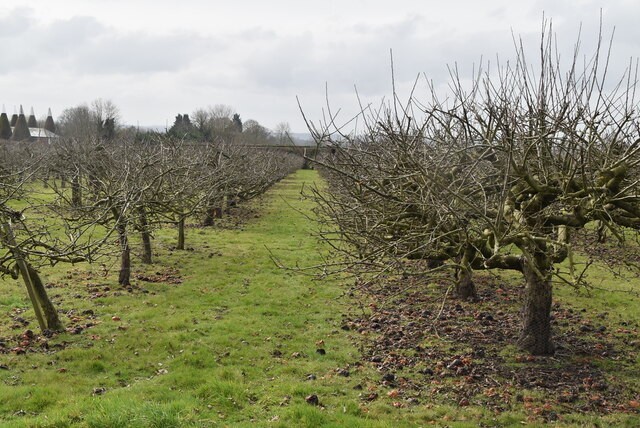 When to Prune Apple Tree, when to prune apple trees in California, when to prune apple trees in Michigan, when to prune apple trees Minnesota, when to prune apple trees in Iowa, when to prune apple trees in NY, when to prune apple trees in washington state, when to prune apple trees in mn, when to prune apple trees in Oregon, when to prune apple trees Maine, when to prune apple trees in utah,