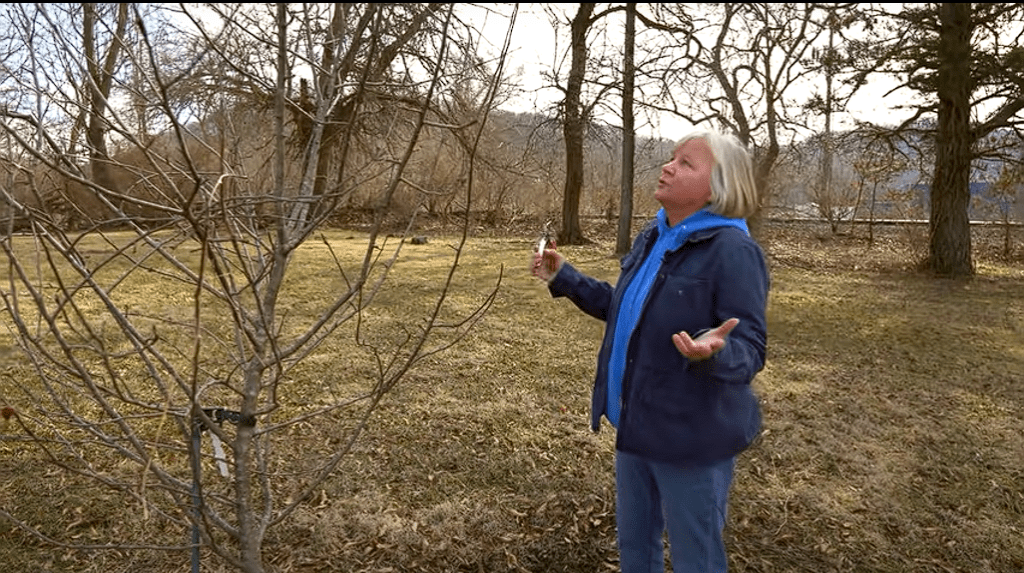 When to Prune Apple Trees