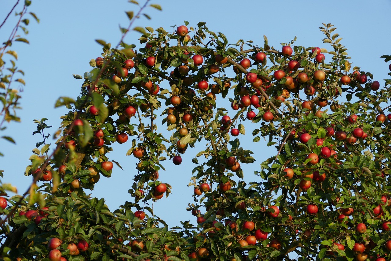 When to Prune Apple Trees