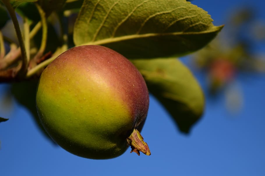 When to Prune Apple Trees, when to prune apple trees in California, when to prune apple trees in Michigan, when to prune apple trees Minnesota, when to prune apple trees in Iowa, when to prune apple trees in NY, when to prune apple trees in washington state, when to prune apple trees in mn, when to prune apple trees in Oregon, when to prune apple trees Maine, when to prune apple trees in utah,