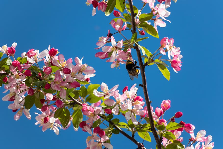 How to Prune a Young Apple Tree