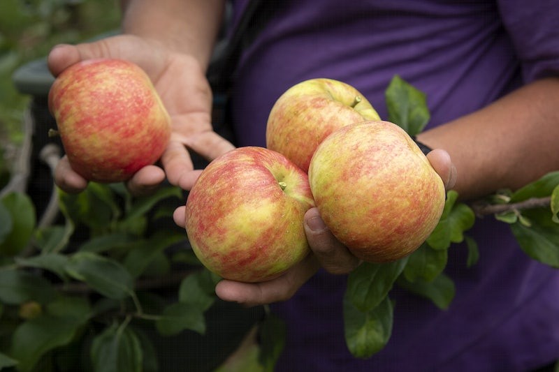 how to store apples long term without fridge
