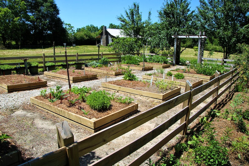 Best Raised Garden Beds For Arizona