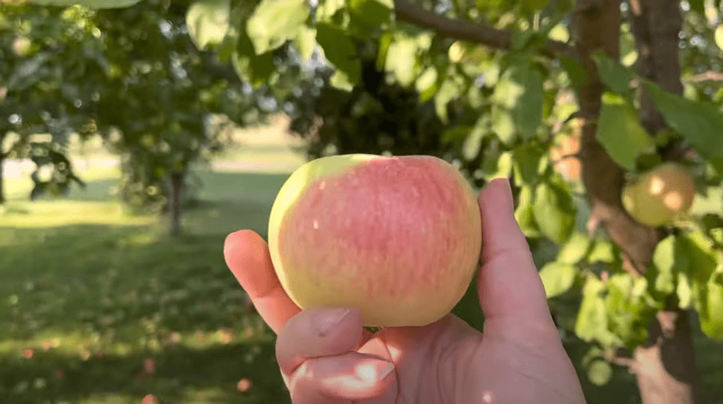 Do Apples Go Bad In The Fridge