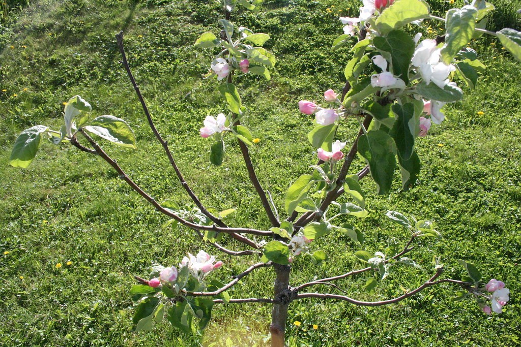 How to Make Apple Trees Grow Faster