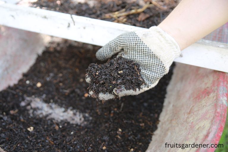 How And When to Apply Fertilizer to Make Trees Grow Fast