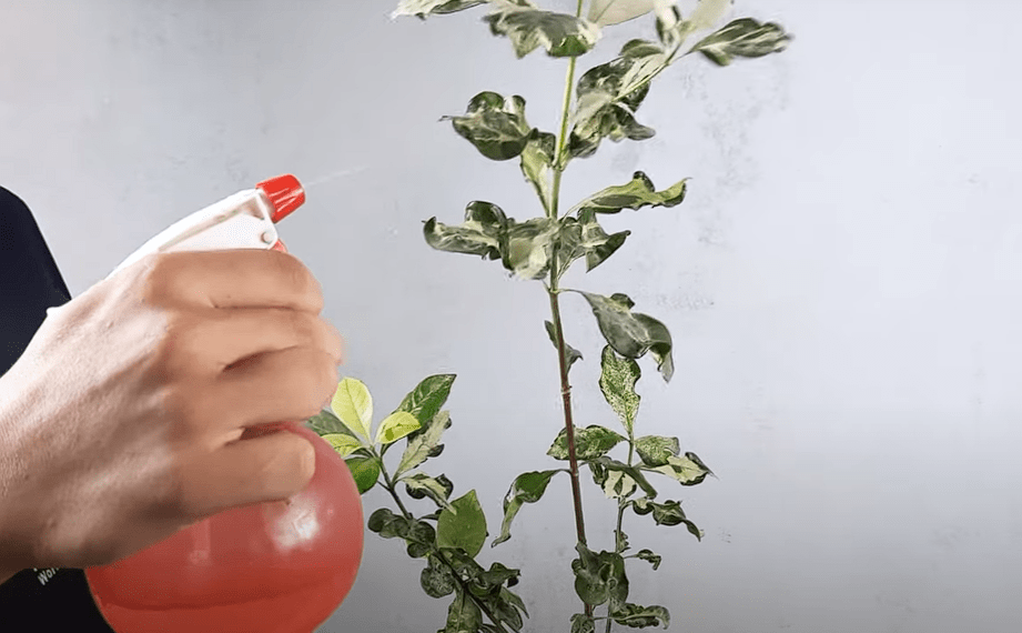 How And When to Apply Fertilizer to Make Trees Grow Fast