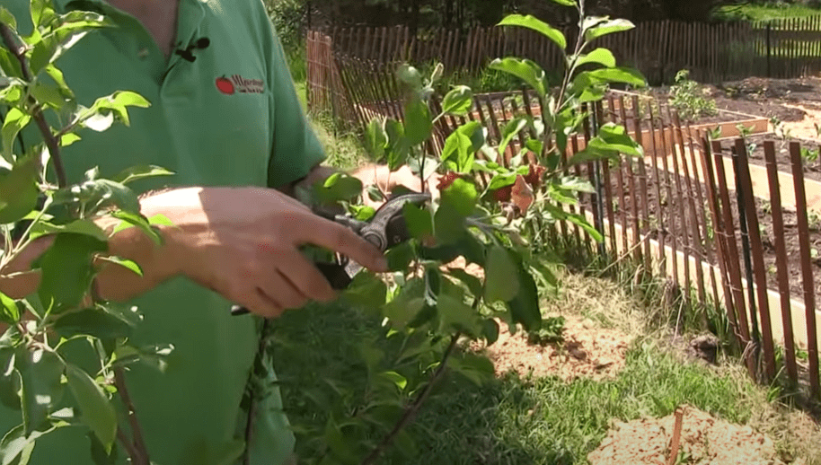 When to Prune Fruit Trees