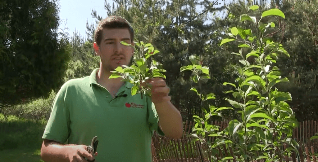 When to Prune Fruit Trees
