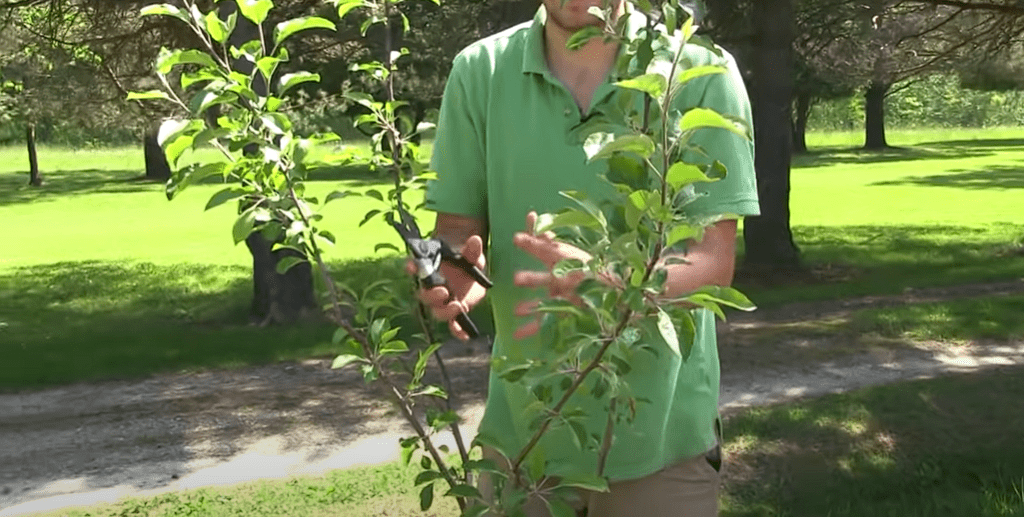 When to Prune Fruit Trees