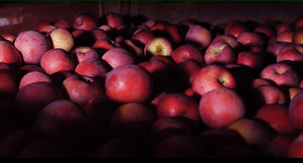 How to Store Apples Without Refrigeration