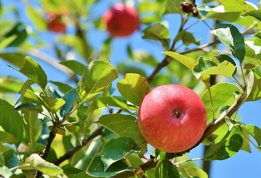 How to Make Apple Trees Grow Faster