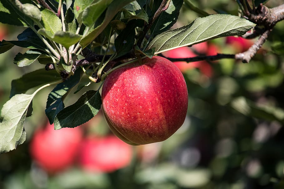 How to Make Apple Trees Grow Faster