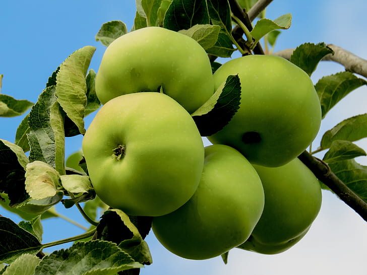 How to Make Apple Trees Grow Faster
