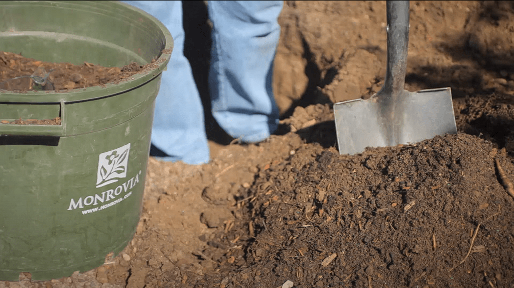 How To Plant A Honeycrisp Apple Tree