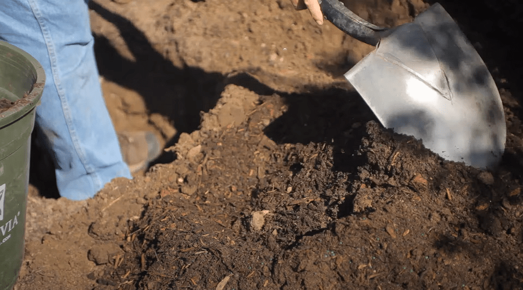 How To Plant A Honeycrisp Apple Tree
