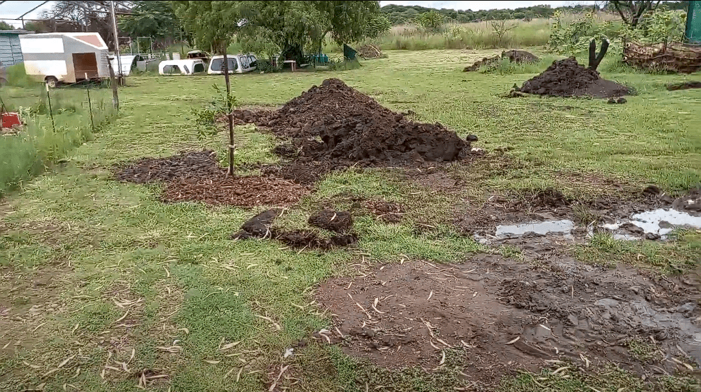 How To Plant A Honeycrisp Apple Tree