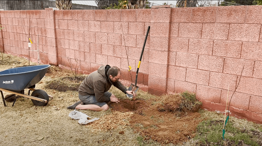 How To Plant A Honeycrisp Apple Tree