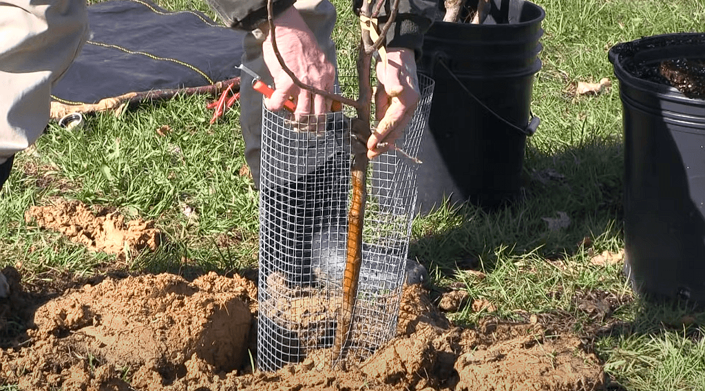 How To Plant A Honeycrisp Apple Tree