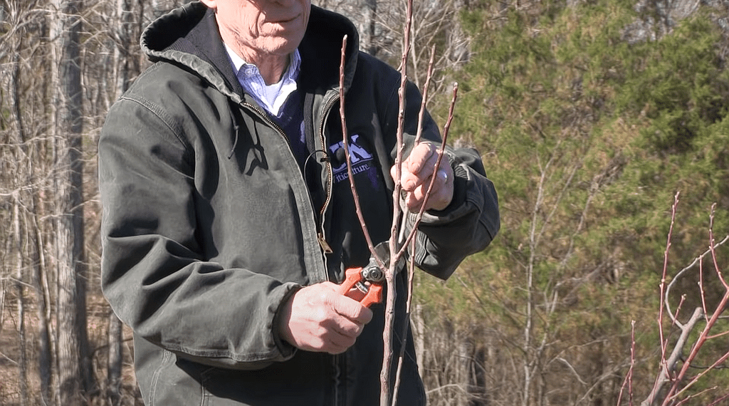 How To Plant A Honeycrisp Apple Tree