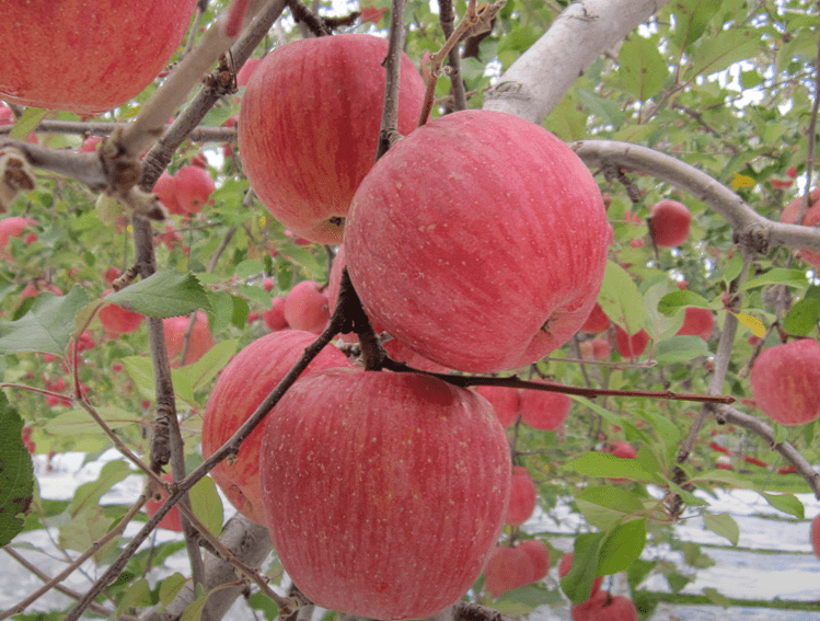 Can You Store Apples In A Root Cellar