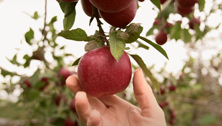 Can You Store Apples In A Root Cellar