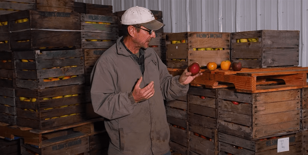 Can You Store Apples In A Root Cellar