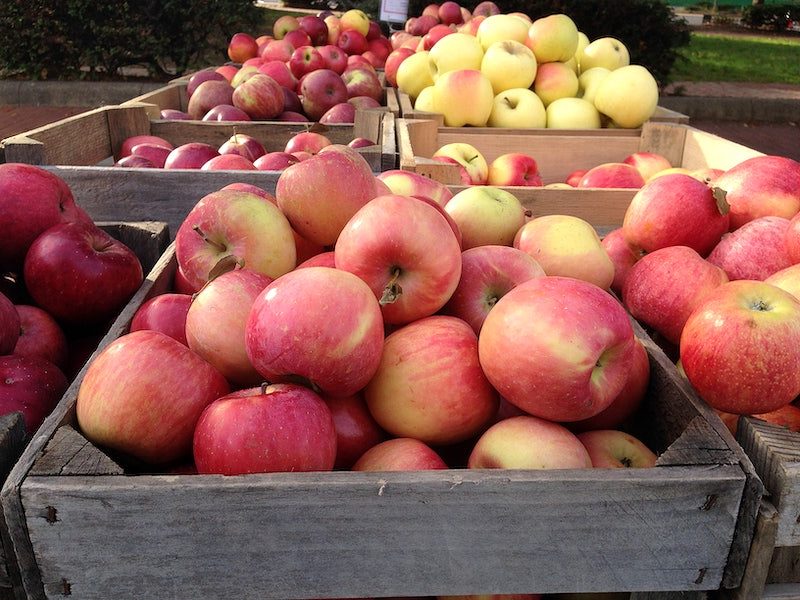 Can You Store Apples In A Root Cellar