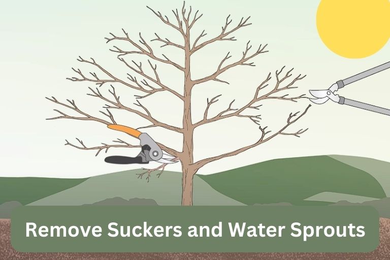 Pruning Apple Trees Diagram