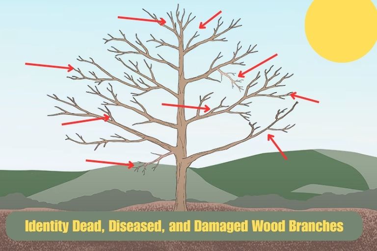 Pruning Apple Trees Diagram