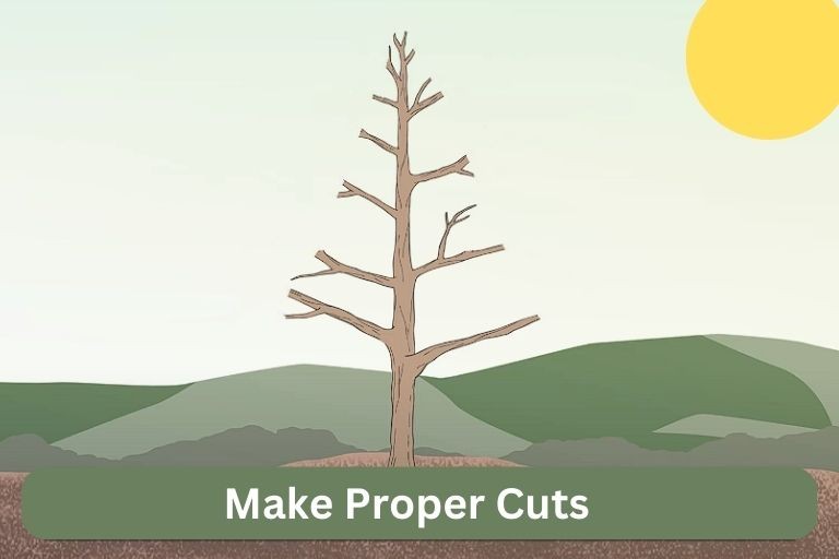 Pruning Apple Trees Diagram