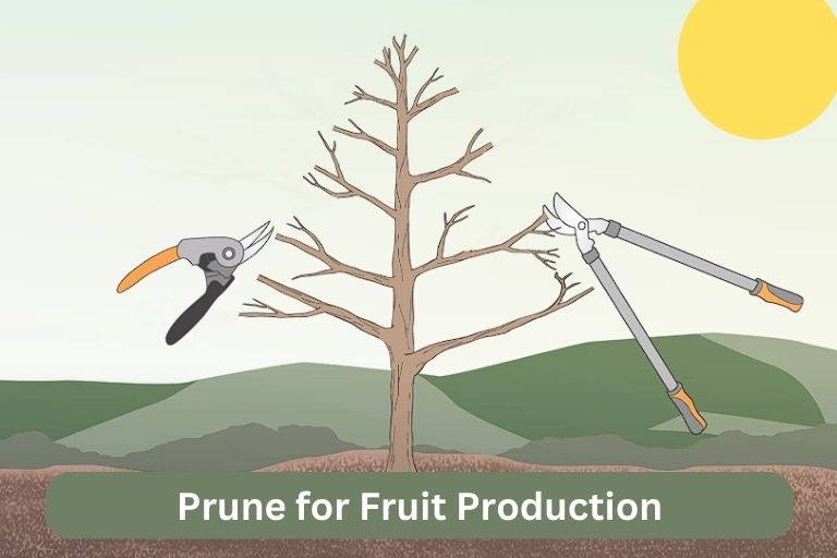 Pruning Apple Trees Diagram