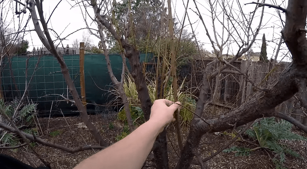How to Prune Fruit Trees in Winter, when is it too late to prune fruit trees, fruit tree pruning calendar, fruit tree pruning diagram, when to prune fruit trees zone 5, pruning fruit trees in autumn, how to prune fruit trees in winter, when to prune fruit trees in northern California, when to trim fruit trees in California, Winter pruning fruit trees
