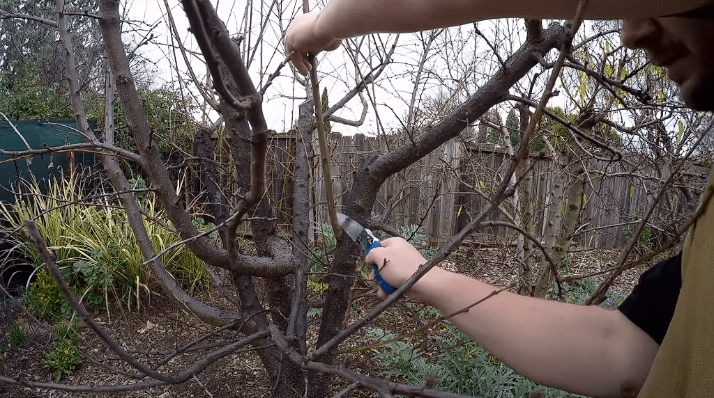 How to Prune Fruit Trees in Winter, when is it too late to prune fruit trees, fruit tree pruning calendar, fruit tree pruning diagram, when to prune fruit trees zone 5, pruning fruit trees in autumn, how to prune fruit trees in winter, when to prune fruit trees in northern California, when to trim fruit trees in California, Winter pruning fruit trees
