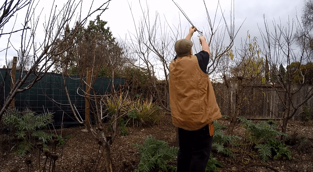 How to Prune Fruit Trees in Winter, when is it too late to prune fruit trees, fruit tree pruning calendar, fruit tree pruning diagram, when to prune fruit trees zone 5, pruning fruit trees in autumn, how to prune fruit trees in winter, when to prune fruit trees in northern California, when to trim fruit trees in California, Winter pruning fruit trees