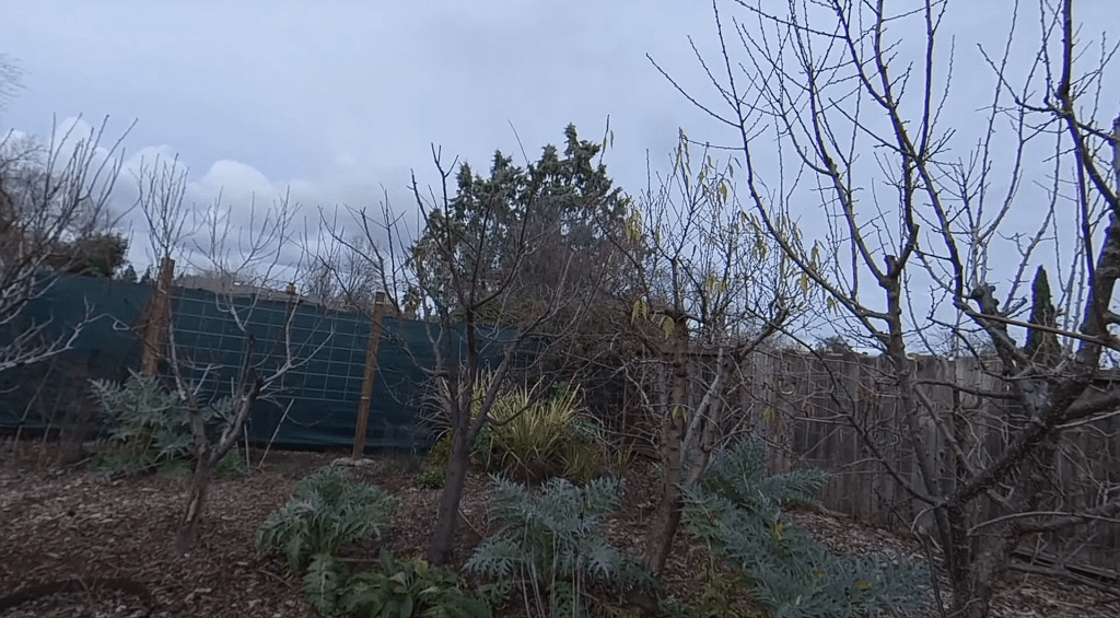 How to Prune Fruit Trees in Winter, when is it too late to prune fruit trees, fruit tree pruning calendar, fruit tree pruning diagram, when to prune fruit trees zone 5, pruning fruit trees in autumn, how to prune fruit trees in winter, when to prune fruit trees in northern California, when to trim fruit trees in California, Winter pruning fruit trees