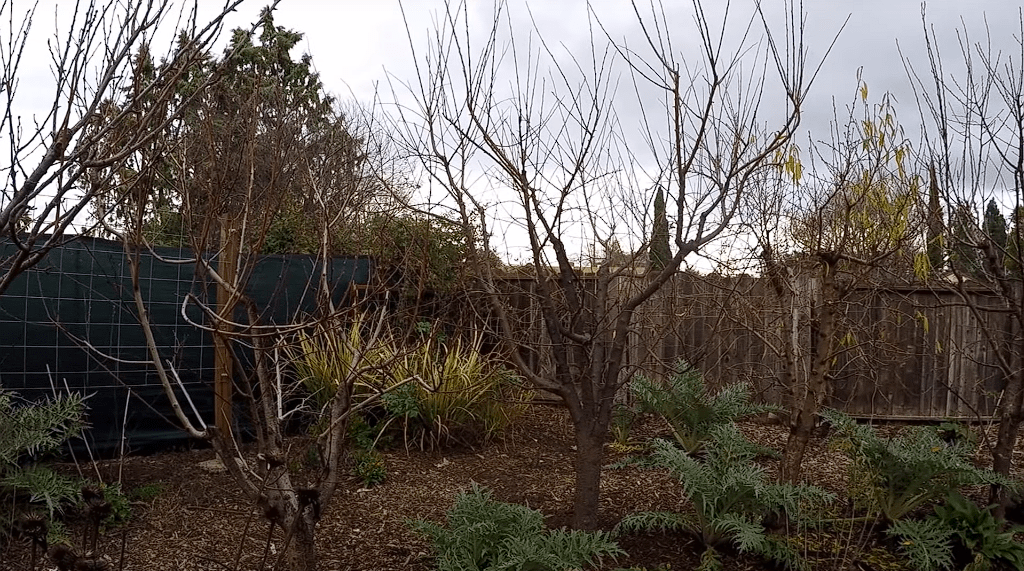 How to Prune Fruit Trees in Winter, when is it too late to prune fruit trees, fruit tree pruning calendar, fruit tree pruning diagram, when to prune fruit trees zone 5, pruning fruit trees in autumn, how to prune fruit trees in winter, when to prune fruit trees in northern California, when to trim fruit trees in California, Winter pruning fruit trees