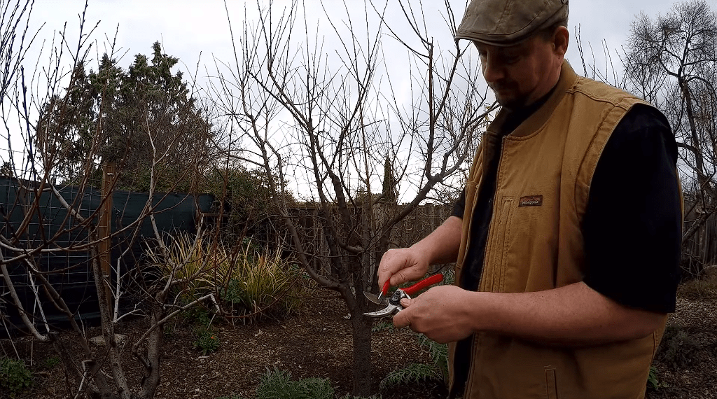 How to Prune Fruit Trees in Winter, when is it too late to prune fruit trees, fruit tree pruning calendar, fruit tree pruning diagram, when to prune fruit trees zone 5, pruning fruit trees in autumn, how to prune fruit trees in winter, when to prune fruit trees in northern California, when to trim fruit trees in California, Winter pruning fruit trees