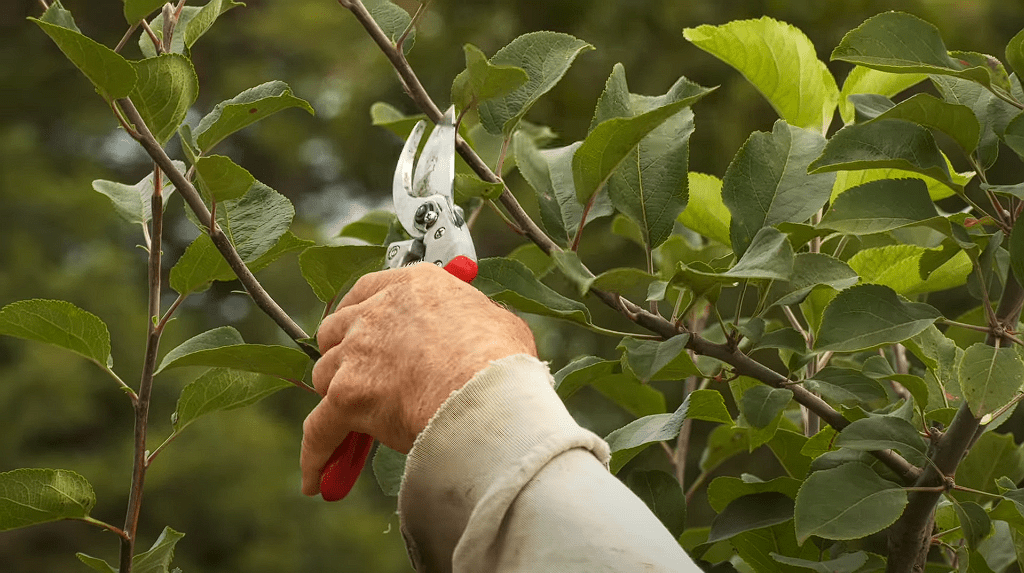When to Prune Fruit Trees Zone 6, when is it too late to prune fruit trees, fruit tree pruning calendar, fruit tree pruning diagram, when to prune fruit trees zone 5, pruning fruit trees in autumn, how to prune fruit trees in winter, when to prune fruit trees in northern California, when to trim fruit trees in California